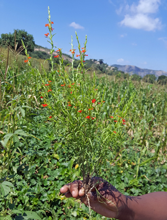 High-protein corn also resistant to parasitic weed